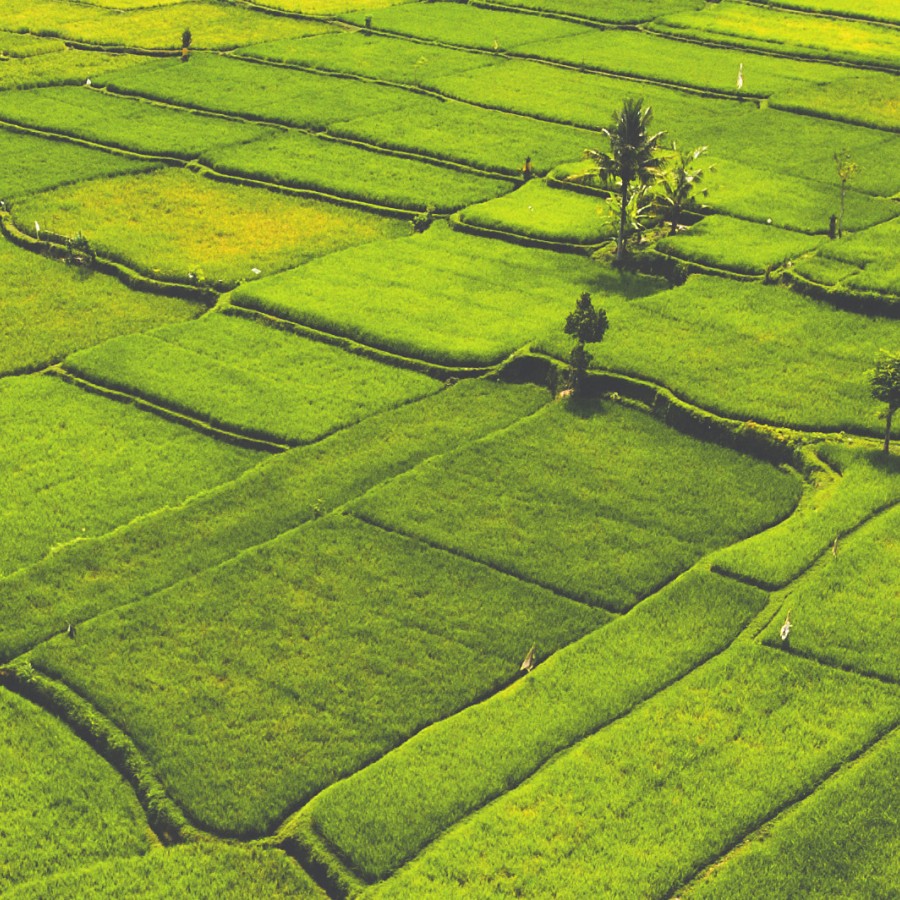 Rice Field