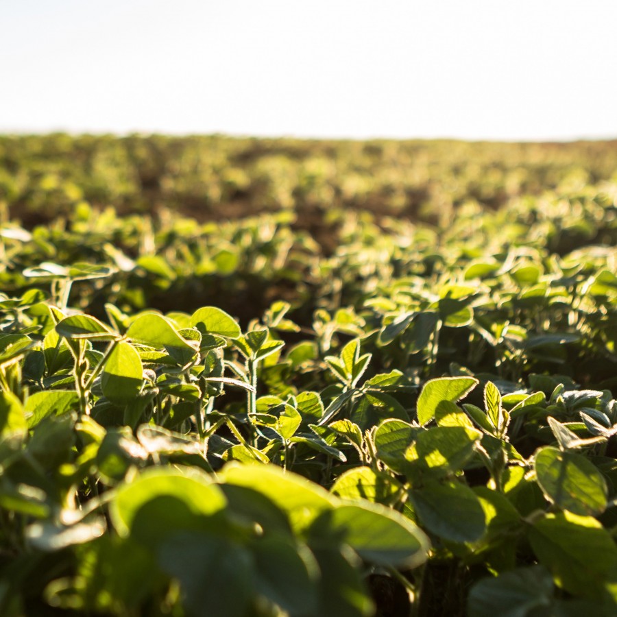 Soybean field