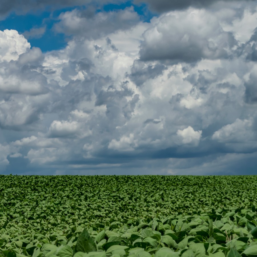 Soybean Field Brazil